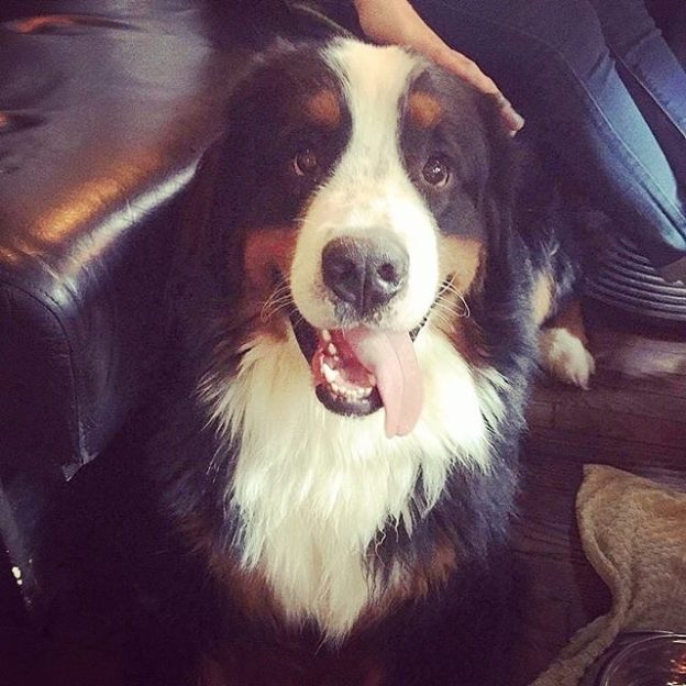 Angus dug. A regular at the Holyrood 9A in Edinburgh – pic @theholyrood9a