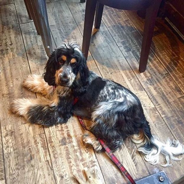 Barnabe the dug in Brel Bar, Glasgow – pic Lorraine Wheeler
