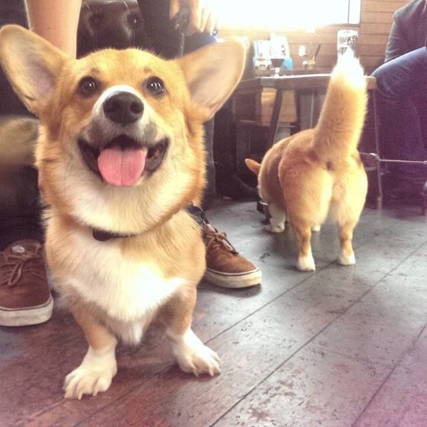 “Bright and bussy tailed! These guys are already for there saturday booze up!” from @brewdogbarleeds