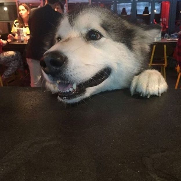 Happy dug at the bar @brewdogliverpool