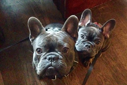 Here’s Butch & Beau in Hamiltons in Stockbridge – pic Amanda Johnson.