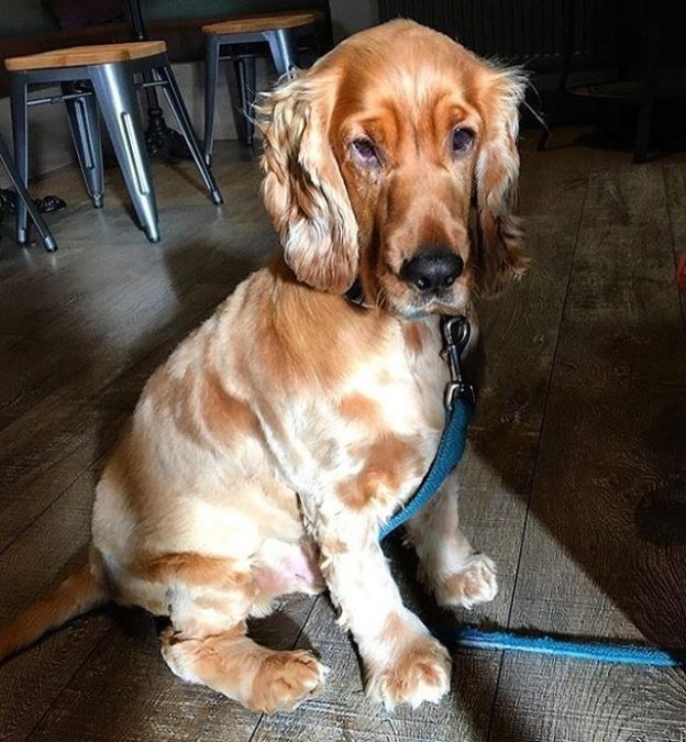 Here’s Cosmo dug kicking off the Weekend in the Wine Press Bar, Dundee – pic @thewinepressbar