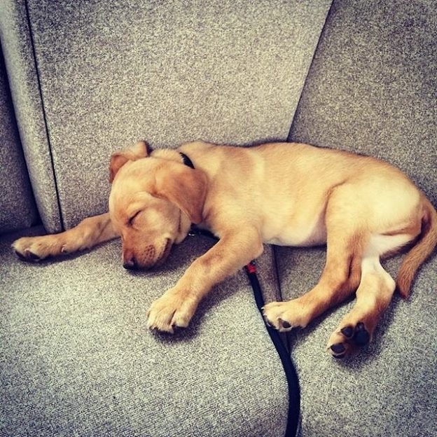 Here’s Lovely wee Shug sleeping in Brandon’s of Canonmills. Shhh! – pic @brandons_canonmills
Dugs.Pub