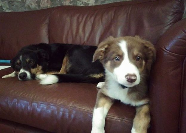 It’s a hard life being pub dugs at The Plough Inn Lilliesleaf – pic @theploughinnlilliesleaf