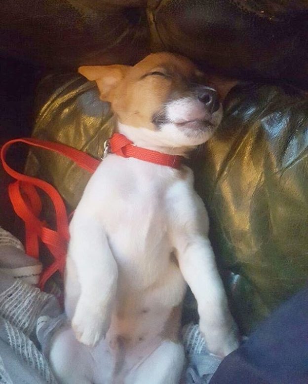 Ralph feels right at hame in The Fountain, Edinburgh – pic Haley Robb