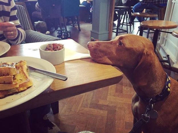 “Waiting for my sausages to cool at GRO Coffee in Irvine” from Boris B (@boristhevizsla)
