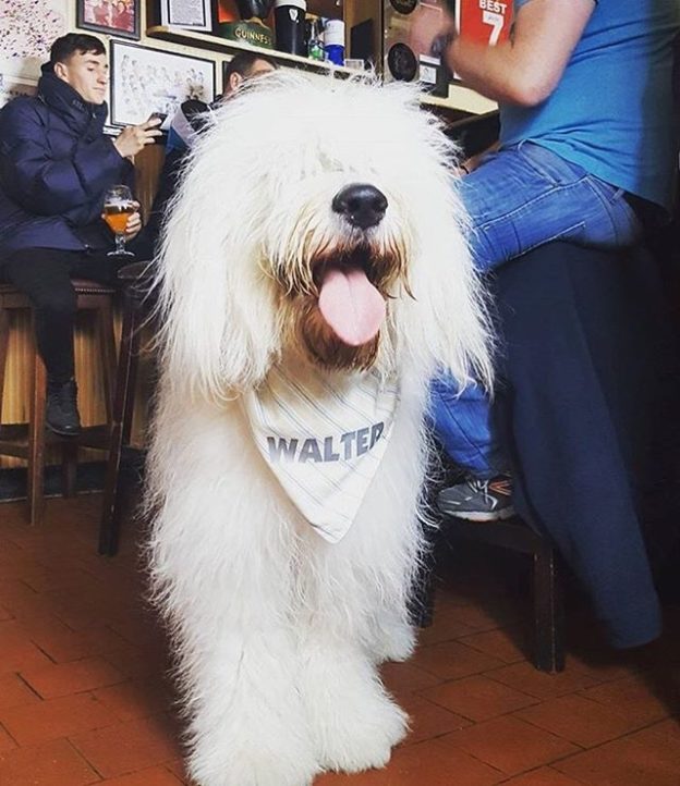 Walter dug in the Harbour Bar, Portrush – pic @thelifeofwalter