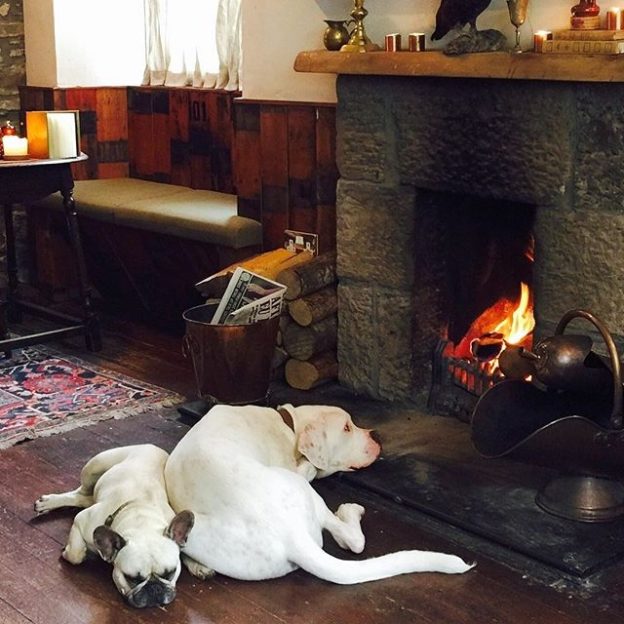 Wee Frenchie Lulu & Boxer Cross Crosby at The Copper Dog bar in The Craigellachie hotel – pic  Suzanne Abbate