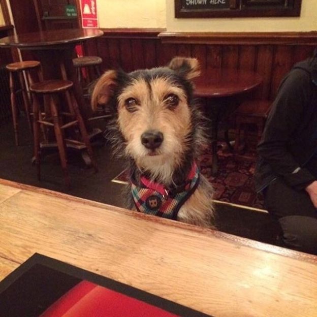 What do you mean you’ve nae treats? Bella dug at The Aragon bar #Glasgow – pic from Claire Little