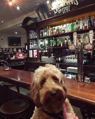 Here’s Scout in Sloans, Glasgow – pic Pamela Jeffrey