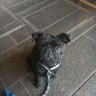 Wee Frank at the Raeburn, Edinburgh – pic Julie Kyle