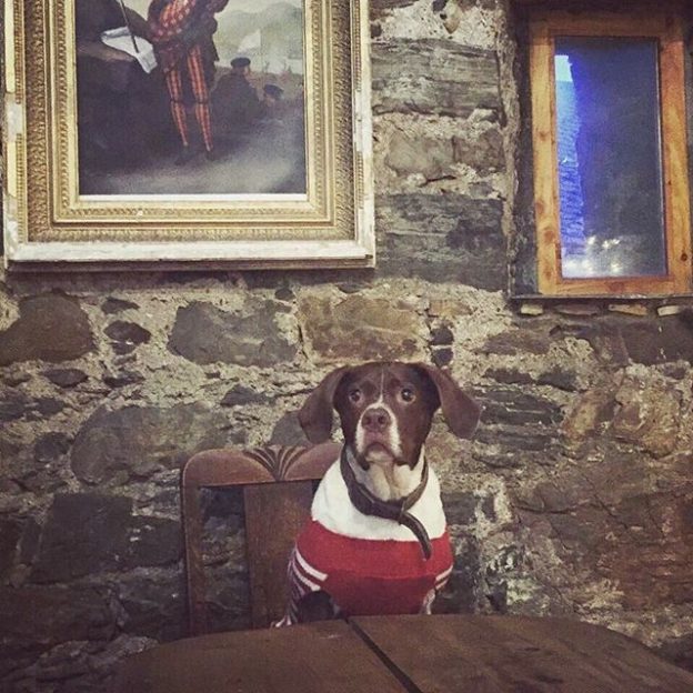 “Bonnie Prince Dougal John” chilling at the Old inn, Appin – pic from @nicolameekin