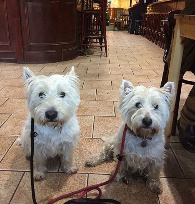 Here’s Coll and Skye in The New Inn, St Andrews – pic Elaine Reid.