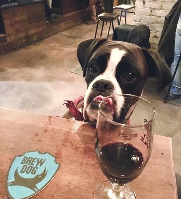 Here’s Stathy in @brewdogedin – pic Amanda Armao