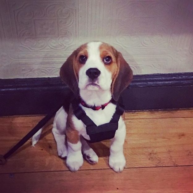 Here’s wee Archer in the Black Fox in Leith – pic @voiceless87