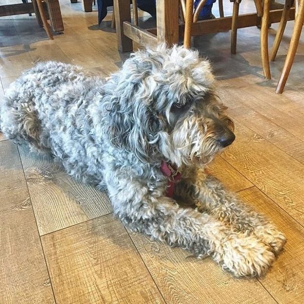 Here’s Zho relaxing in the Wine Press Bar, Dundee – pic @thewinepressbar
