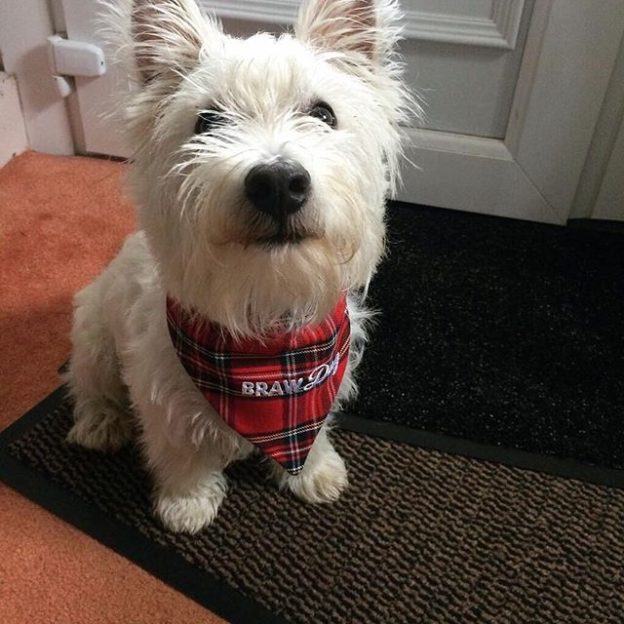 “Miss Evie” – pic from Lily Wagg