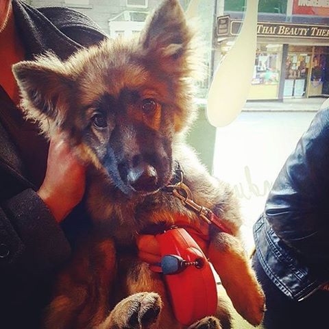 Puppy visitor at Melt in Aberdeen – pic @meltaberdeen16