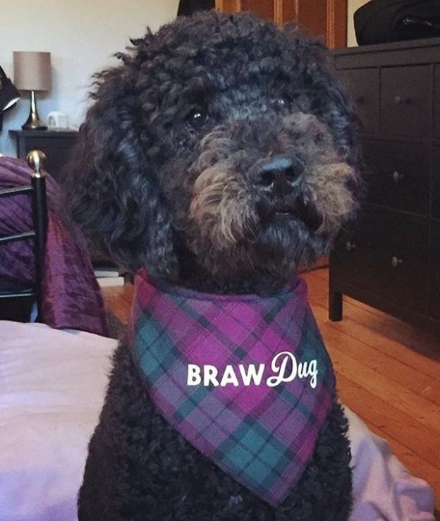 “Reuben loves his BRAW Dug bandana” from Chrissie Gardner