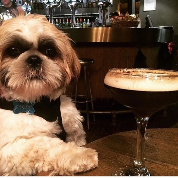Wee Dexter taking it easy in the Bungo in Glasgow – pic @mr_dexter_shih_tzu_scott
