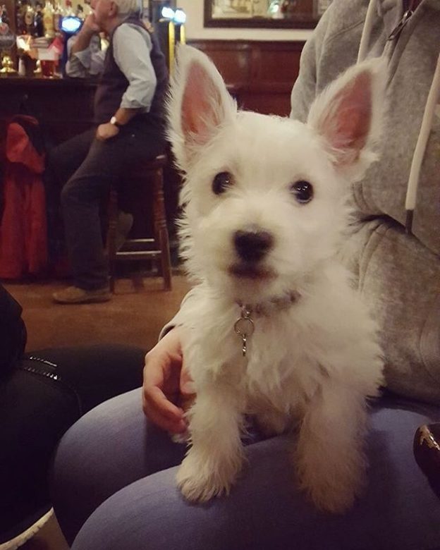 Wee Woody the Westie pup on his first pub visit (Clark’s bar, Edinburgh) – pic from Kaye Greig