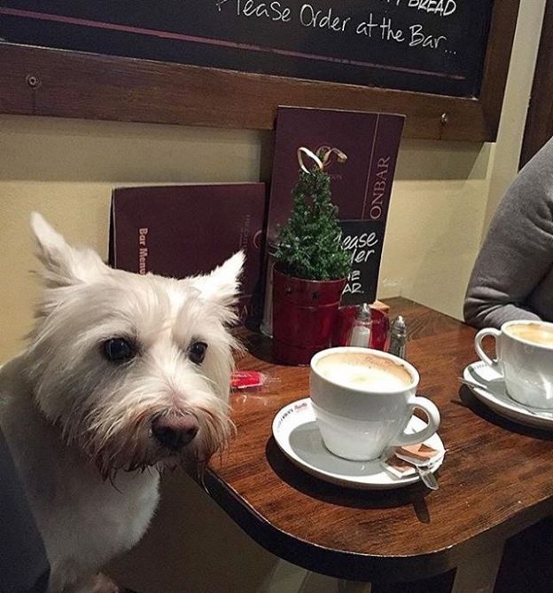 “Always stop by the Criterion Bar in St Andrews. Always a friendly service and welcome Mia with open arms” – pic @glasgowrob