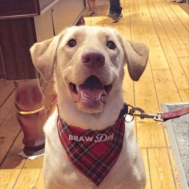 BRAW Dug Roofus enjoying the Crafty Pig in Glasgow – pic Jodie Shaw