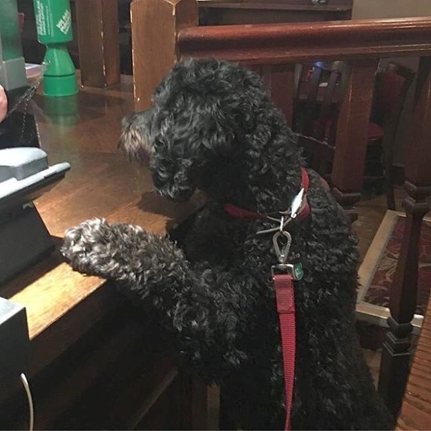 Brian the dug getting his round in at the Hampton, Edinburgh – pic @mhairiglen