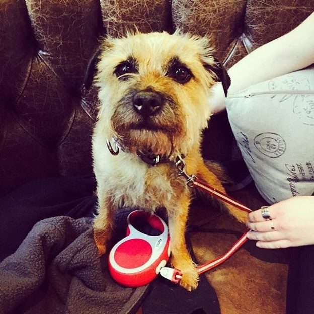Ella the border taking it easy in the Huntsman, Bath – pic @thehuntsmanbath