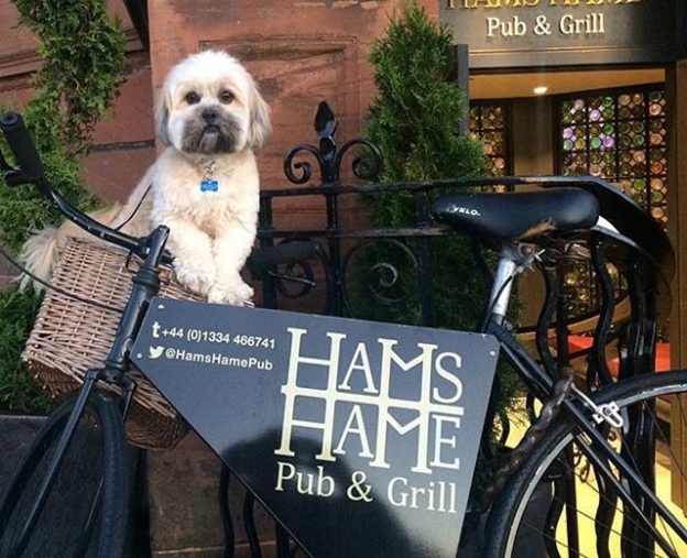 Hams Hame Pub in St Andrews is Dug friendly! Quite a few now listed on the site for St Andrews – pic ‪@OldCourseHotel‬