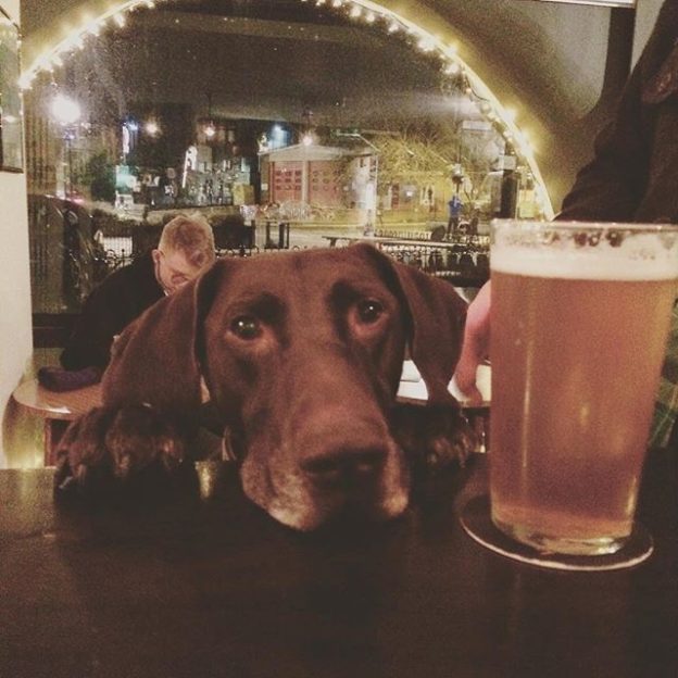 Here’s Fritz in @northbarsocial
