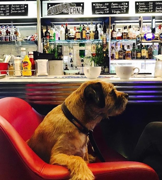 Here’s in-house dug Ollie chilling out in the City Cafe, Edinburgh – pic @thecitycafe