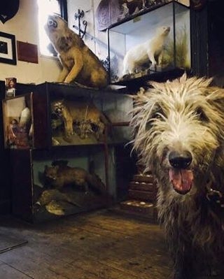 Here’s Storm, who celebrated his 7th Birthday at The Drovers Inn, Inverarnan – pic from Laura Ferguson-Turner
