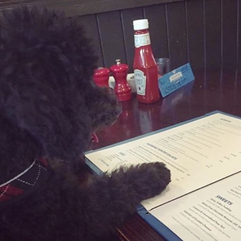 Here’s Wee Fergus browsing the menu at The Ship Inn, North Berwick – pic Andy Ward