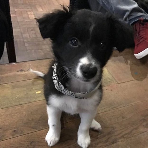 Here’s wee pup Whitney in Dram, Glasgow – pic @dramglasgow