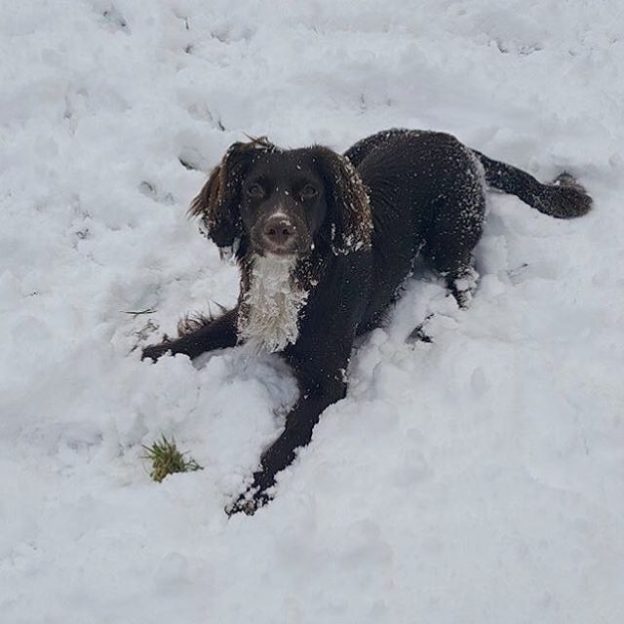 Memphis the resident Sprocker (11 months old) at the Tipsy Laird, Kingussie enjoying the snow in the beer garden today – pic from Lisa Copland