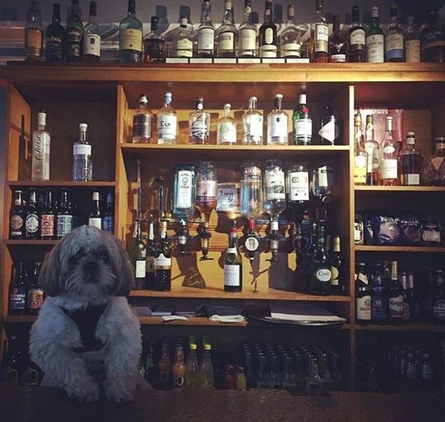 New barman started in the Trigony House Hotel, Dumfries & Galloway pic @mr_dexter_shih_tzu_scott