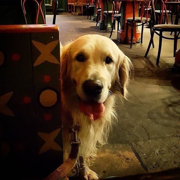 Samson playing a wee game of hide n’ seek in Cottiers, Glasgow – pic @jord.mcl