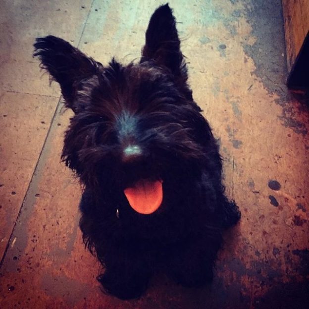 Scottie Dug Alfie checking out @brewdogaberdeen