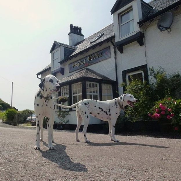 The Dugs of the Argyll Hotel Kintyre – pic ‪@TheArgyllHotel ‬(check out the accommodation section of the website for loads of dug holiday ideas)