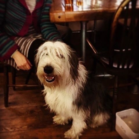 Archie dug enjoying the Black Isle bar in Inverness – pic @blackislebar⠀