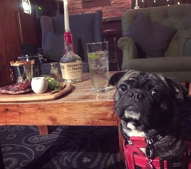 “Bug enjoying the cosy atmosphere at No. 8 Lister Square, Edinburgh which we found on the Dug app” – from Kirsty MacQueen