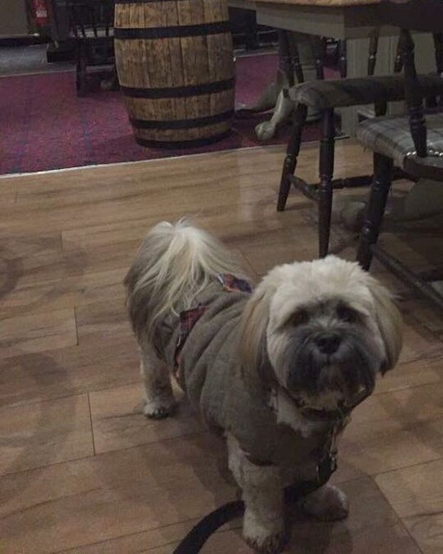 Carlos the dug in the Riverside Inn Callander – pic from Scott Miller