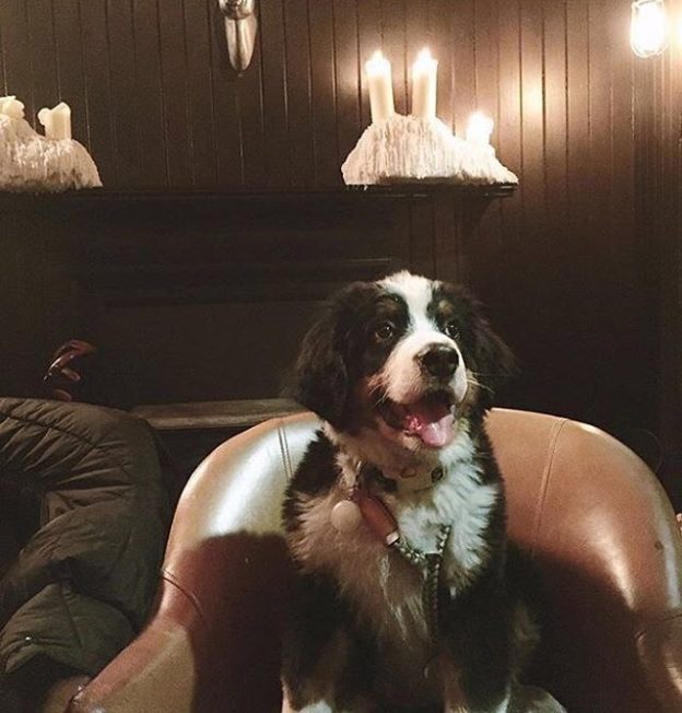 “Did someone say dinner?” Rothko the Dug at the Holyrood 9A, Edinburgh – pic @rothko.the.adventuredog