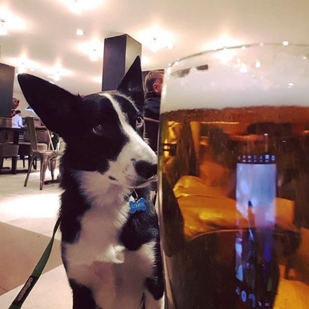 Harris happy with his pint of Brewdug in Mambo’s, Aviemore – pic from Yvonne Gibson