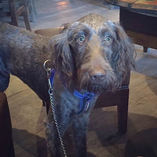 Here’s Barney dug in Macgochans, Tobermory – pic from Alexandra Brownsell