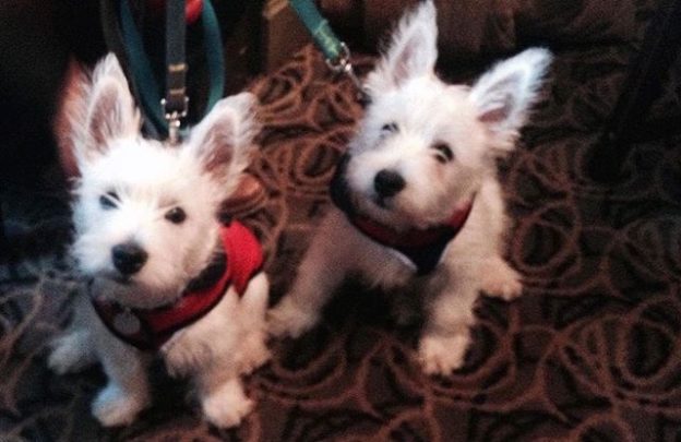 Here’s Ronnie & Reggie chillaxing at their local The Travellers in Wideopen, near Newcastle – pic ‪@LeeWatkinson72