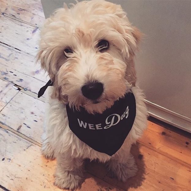 Here’s wee dug Murphy the Cockapoo – pic @cockapoomurphy #bandanadugs