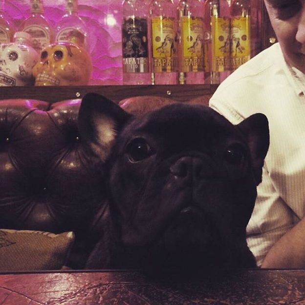Here’s Winston the frenchie in the Basement Bar, Edinburgh – pic @findingwinston⠀