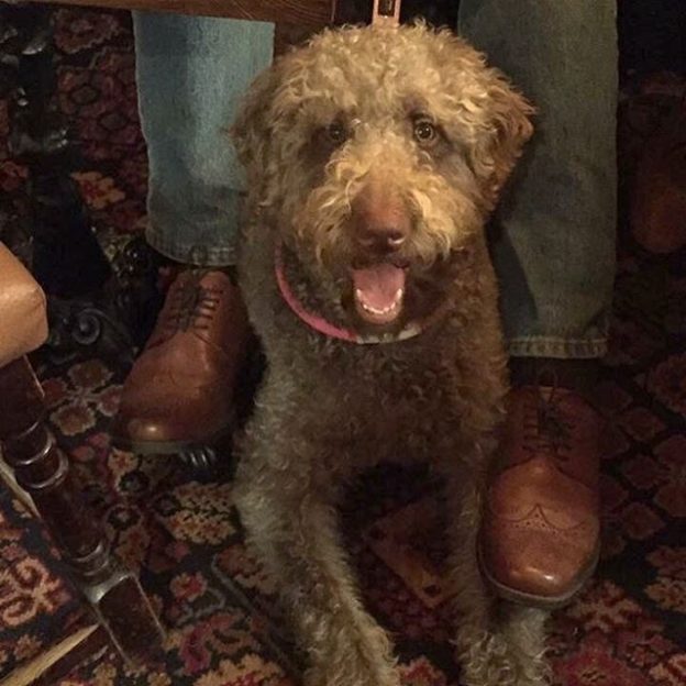 Molly in the Tappit Hen, Dunblane – pic Carol Milford